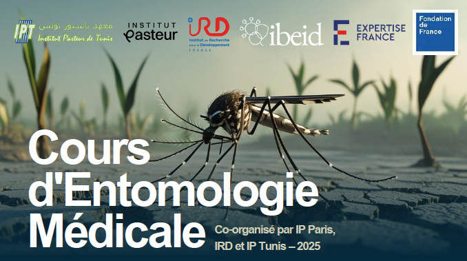 Moustique tigre, aedes albopictus, maladies à transmision vectorielle, vector-borne disease, One Health